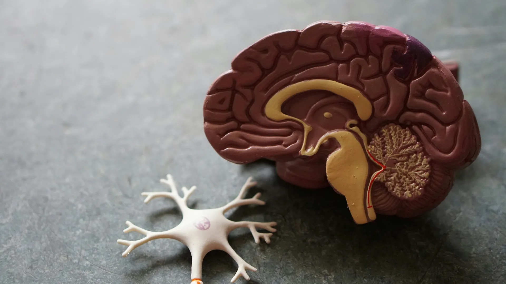 Neuroplasticidad y Meditación: Transforma tu Cerebro en Solo 10 Minutos al Día