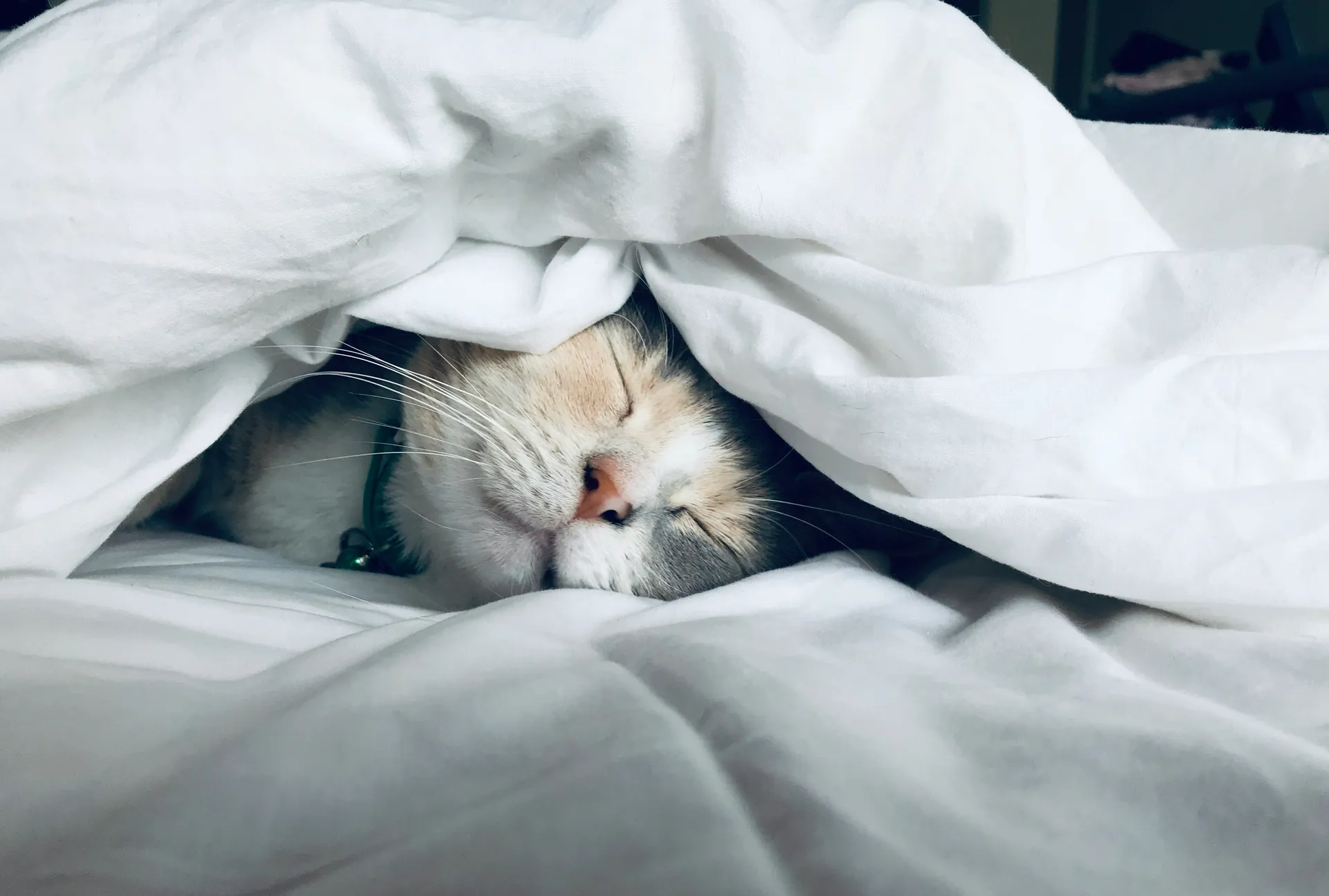 Gato durmiendo debajo de una sabana
